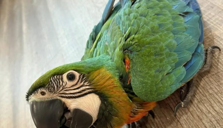 Macaws in New Jersey