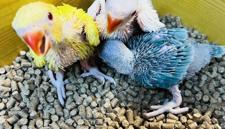 Macaw parrots for sale in Alaska