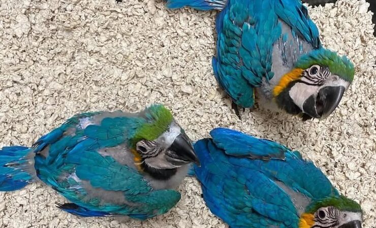 Macaw parrots for sale in California