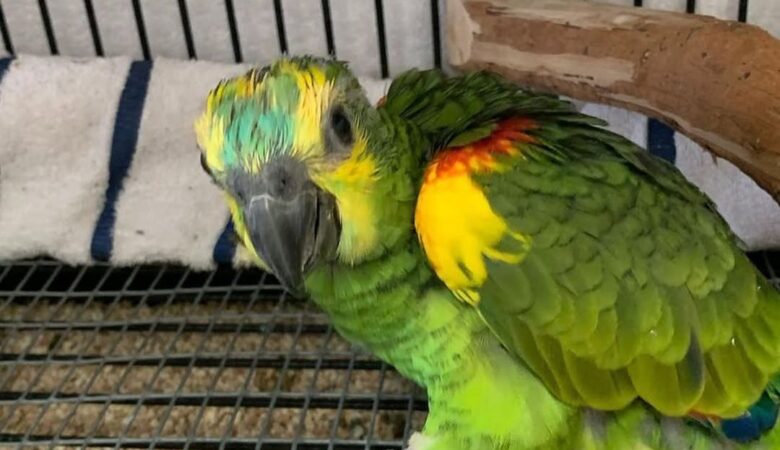 Macaw birds for sale in South Dakota