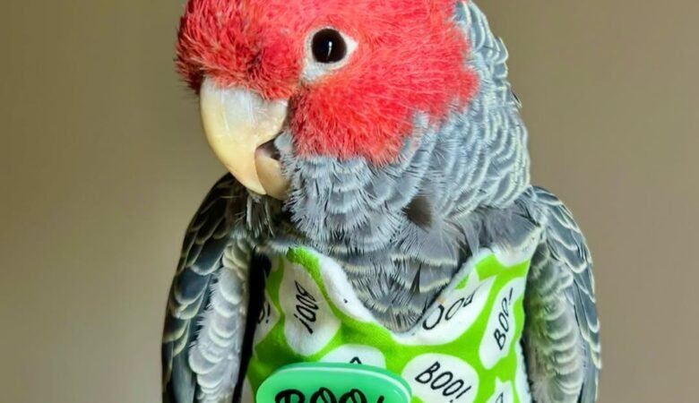 Cockatoo parrots for sale in Ruapehu District, New Zealand