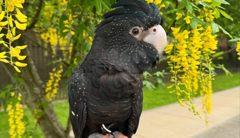 Cockatoo parrots for sale in Whanganui District, New Zealand