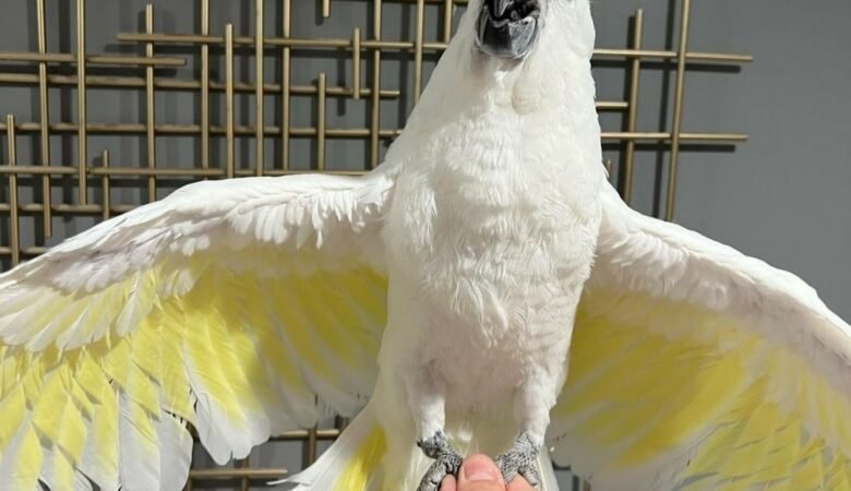 Cockatoo parrots for sale in Timaru District, New Zealand