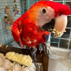 hyacinth macaw parrots for sale