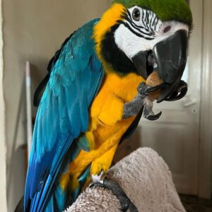 blue macaw parrots for sale near me