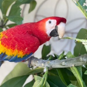 hyacinth macaw parrots for sale