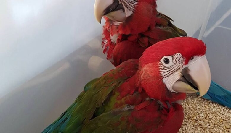 Macaws for sale in Vermont