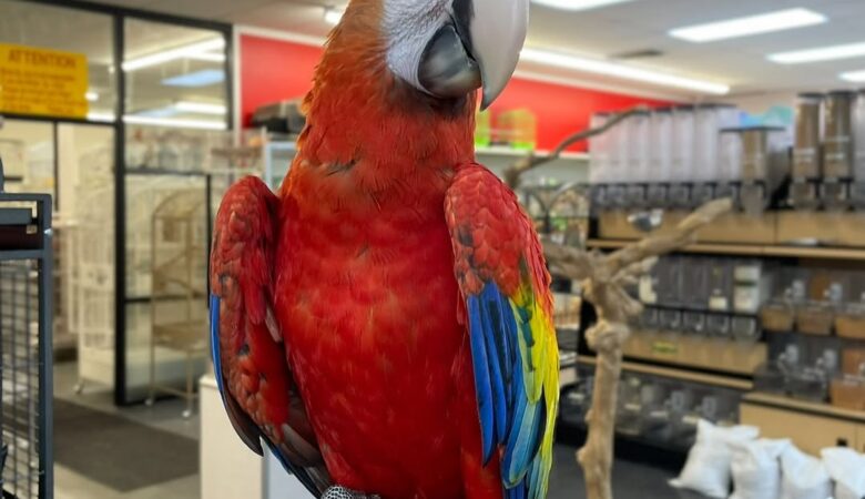 Macaw birds for sale in Utah