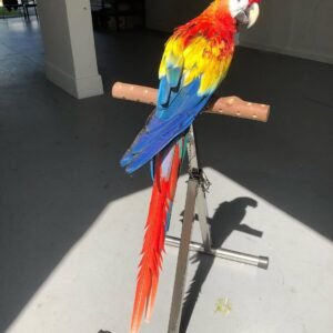 Glaucous Macaw parrots for sale