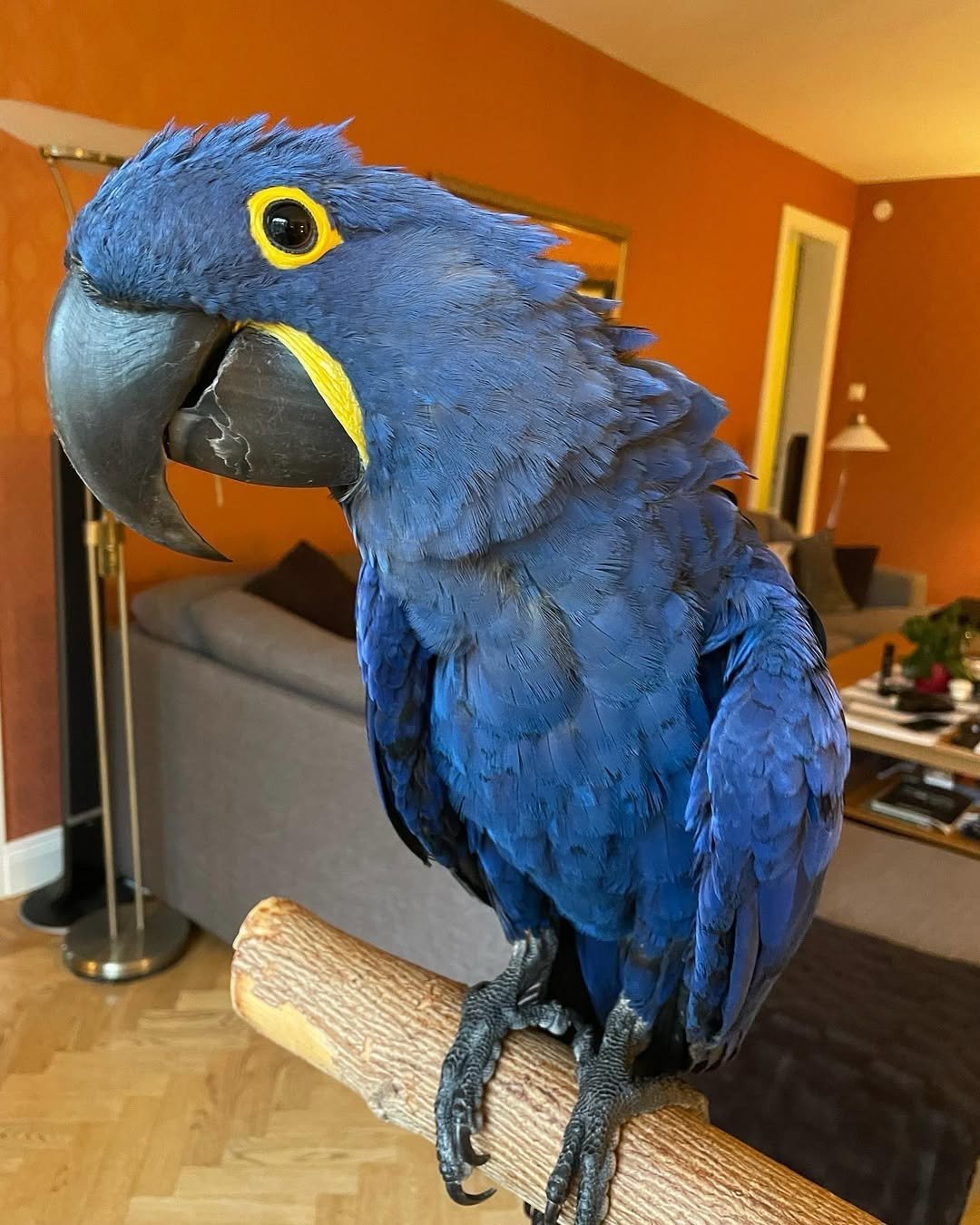 macaw birds for sale