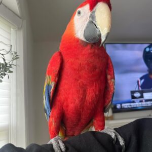 macaw parrots for sale near me