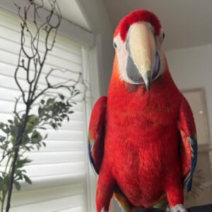 macaw parrots for sale near me