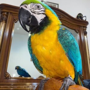 macaw parrots for adoption