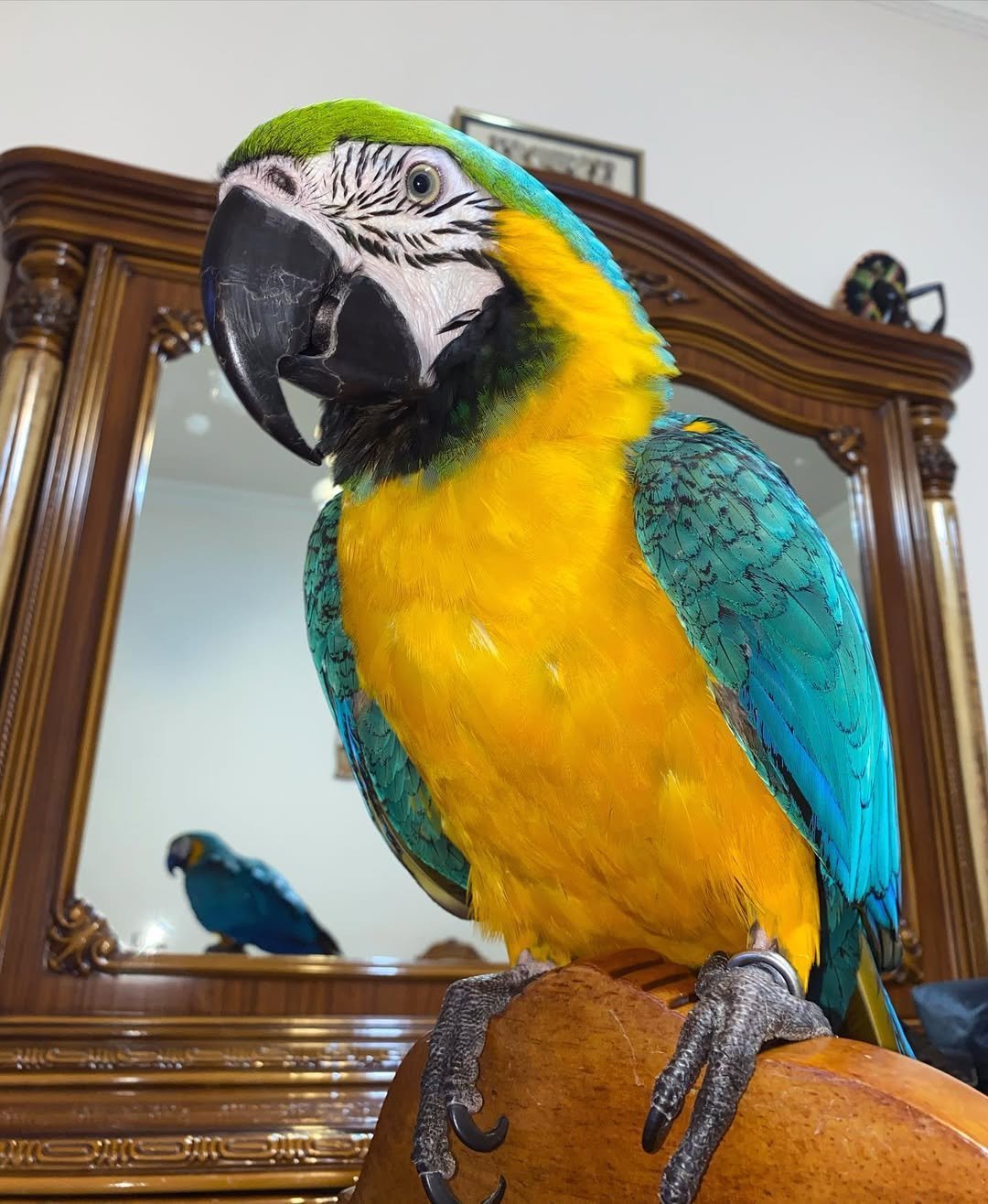 macaw parrots for adoption