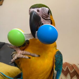 macaw parrots for adoption