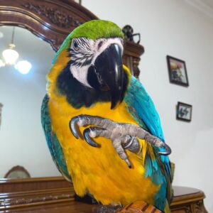 macaw parrots for adoption