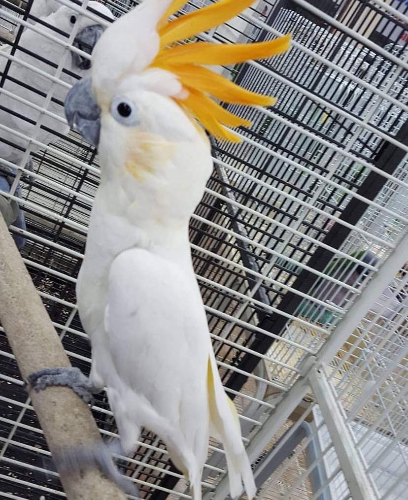 Cockatoo parrots for sale in Environment Southland