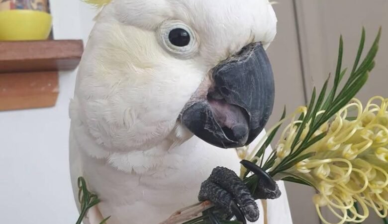 Cockatoo parrots for sale in Porirua City, New Zealand