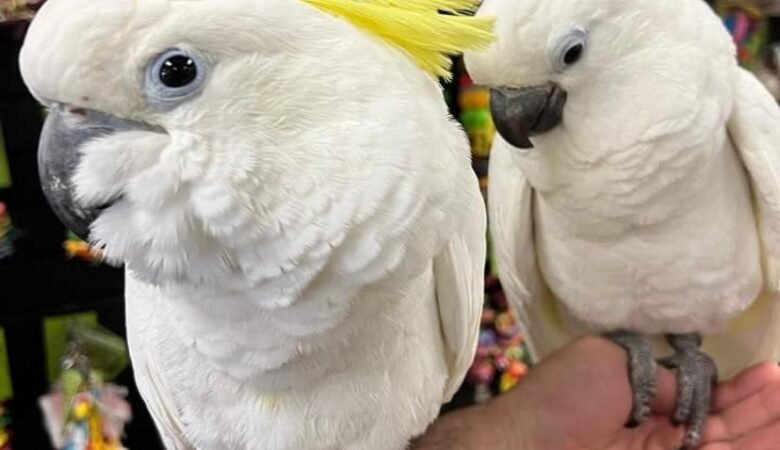 Cockatoo parrots for sale in Chatham Islands Council, New Zealand
