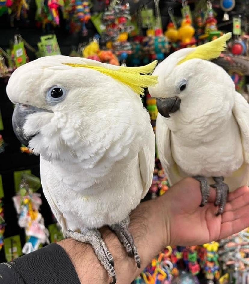 Cockatoo parrots for sale in Chatham Islands Council