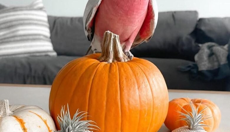 Cockatoo parrots for sale in Christchurch City, New Zealand