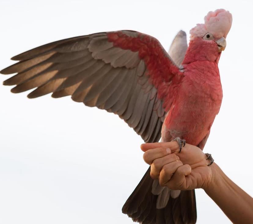 Cockatoo parrots for sale in Ashburton District