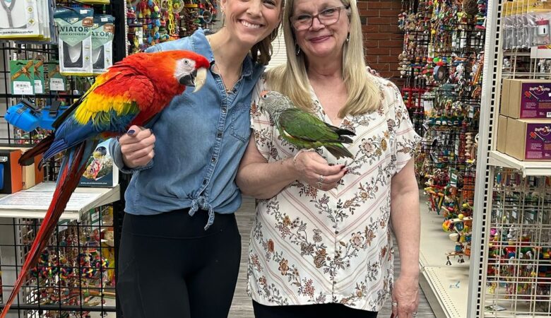 At what age can macaw be adopted?