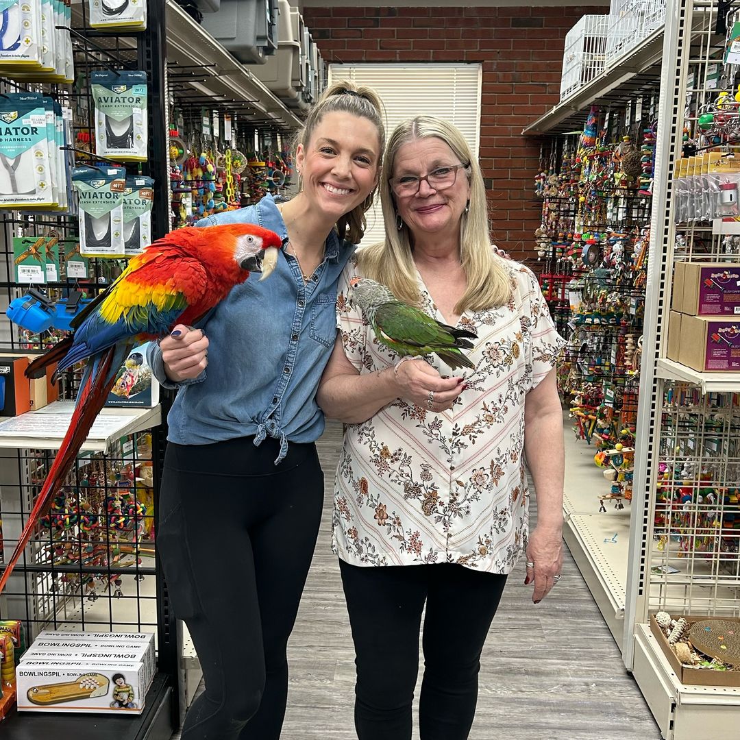 At what age can macaw be adopted