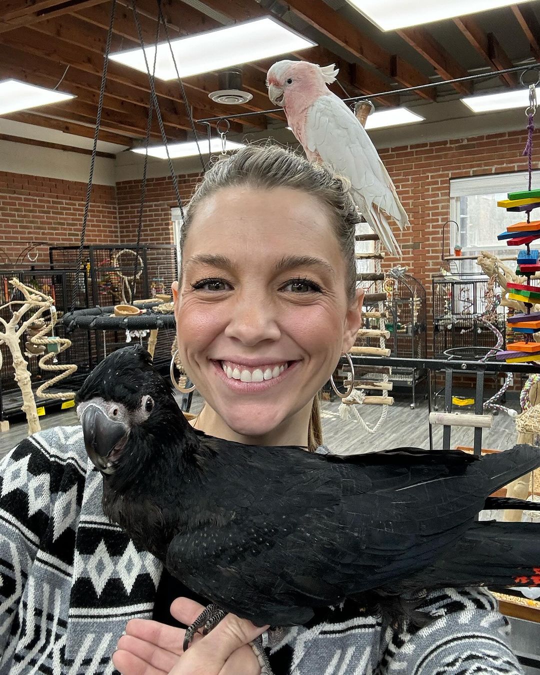 How do I socialize my macaw with other pets