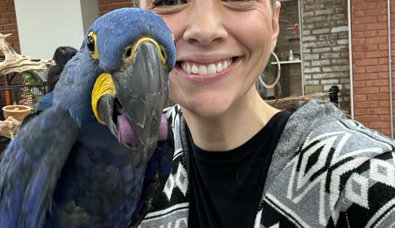 Macaws in Washington