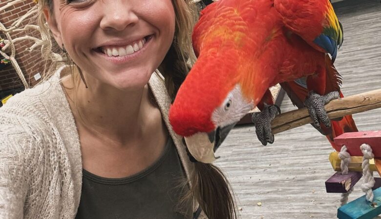 Macaw parrots for sale in Kentucky