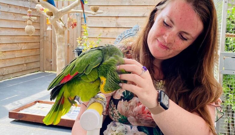 Macaw parrots for sale in Iowa