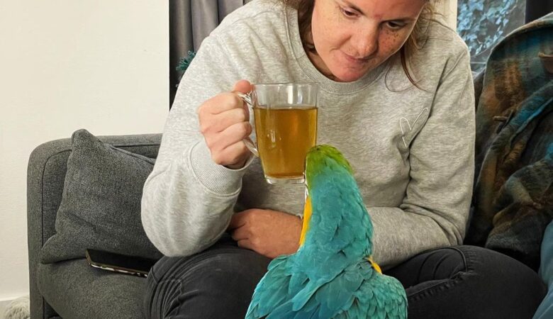 Macaw birds for sale in Kansas