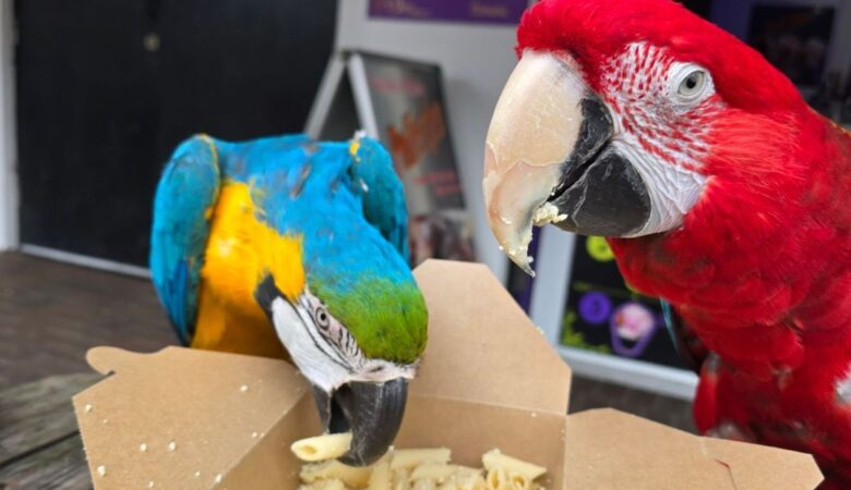 Macaw parrots for sale in Maine
