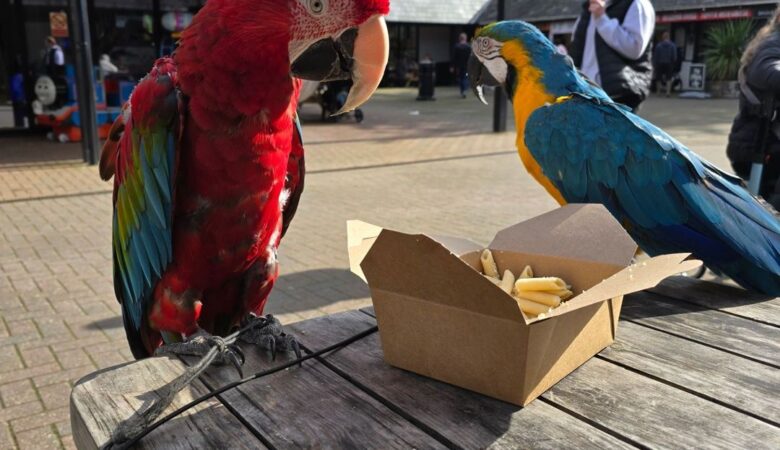 Macaw parrots for sale in Idaho