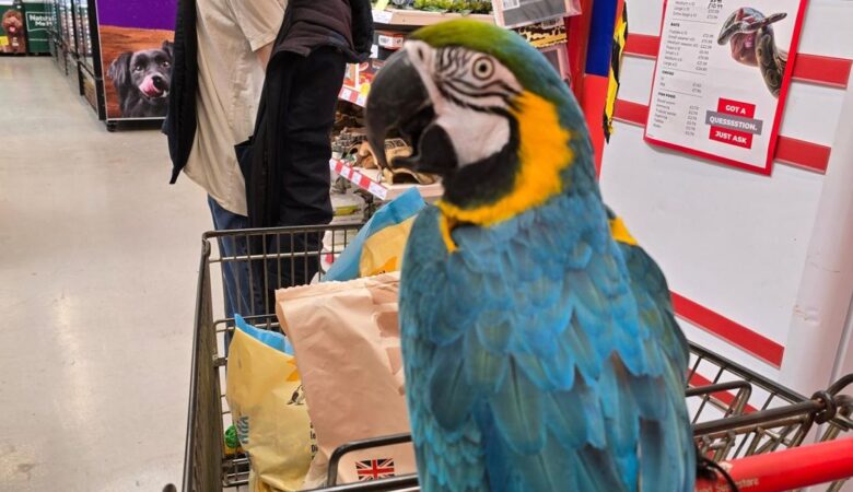 Macaw birds for sale in Illinois