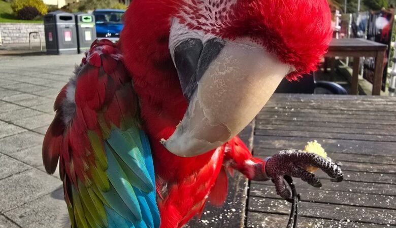Macaw parrots for sale in Sweden