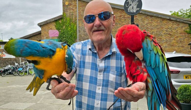 Macaw parrots in Maryland
