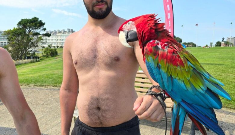 Macaw parrots in Illinois