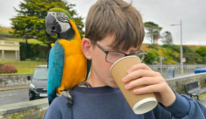 Macaw parrots for sale in Wisconsin