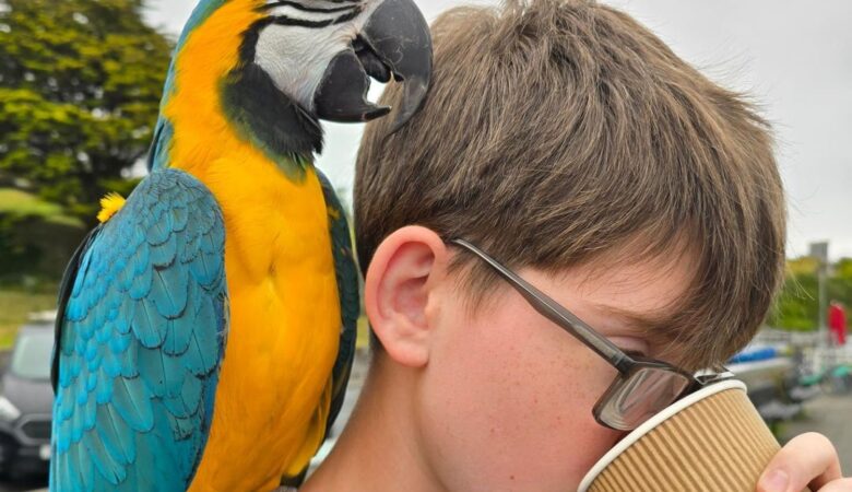 Preparing Your Home for a Macaw