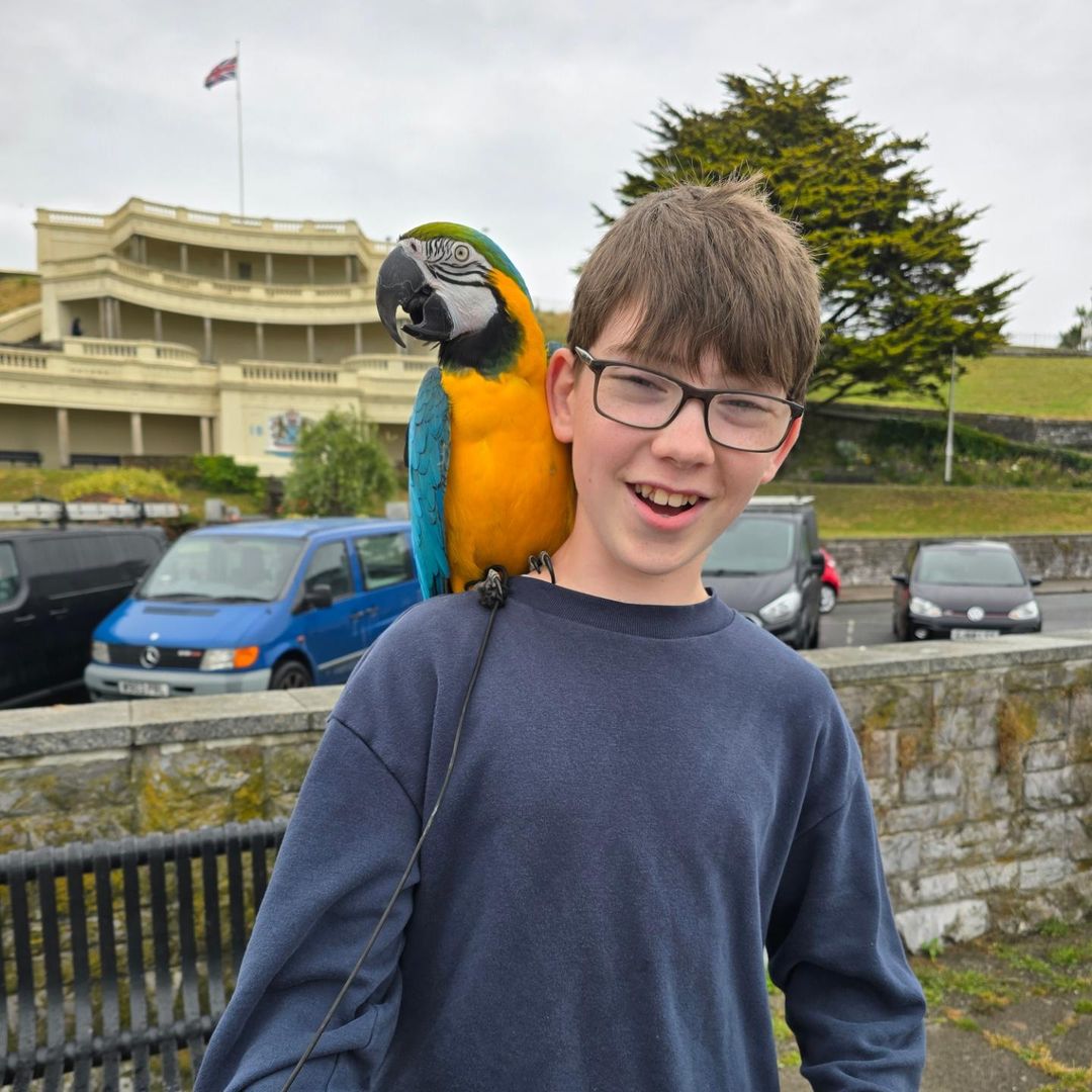 Different Breeds of Macaws