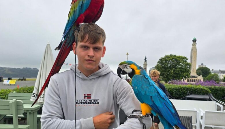 Macaw parrots for sale in South Dakota