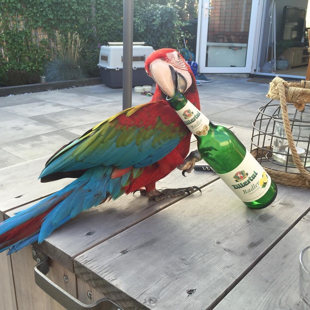 mini macaw parrots for sale