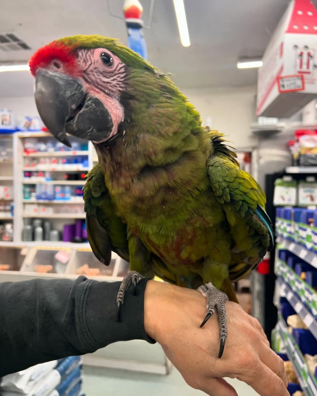 How do I know if a macaw is right for me