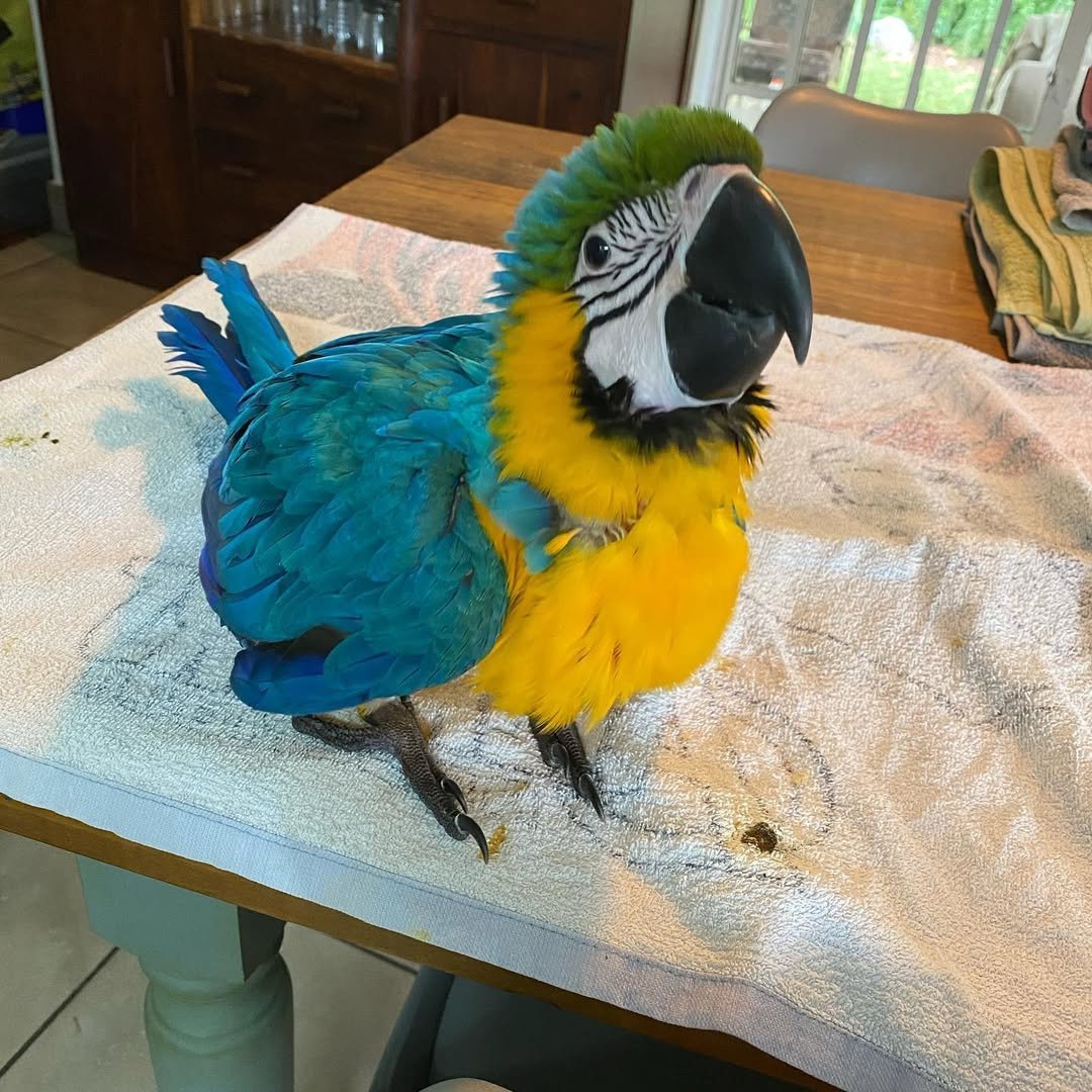 macaw parrots for sale