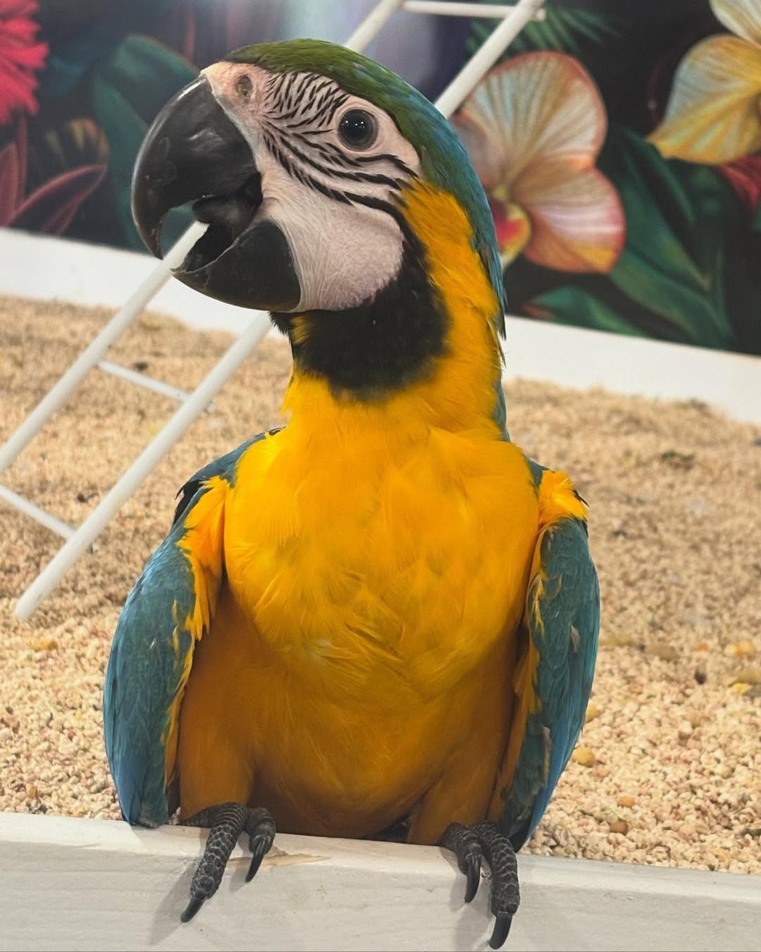 Do macaw require a lot of attention
