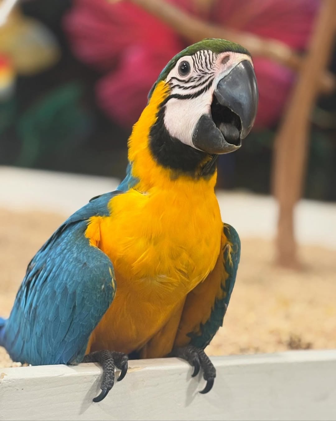 What kind of cage is best for a macaw