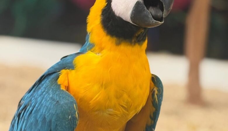 Macaw parrots in Ohio