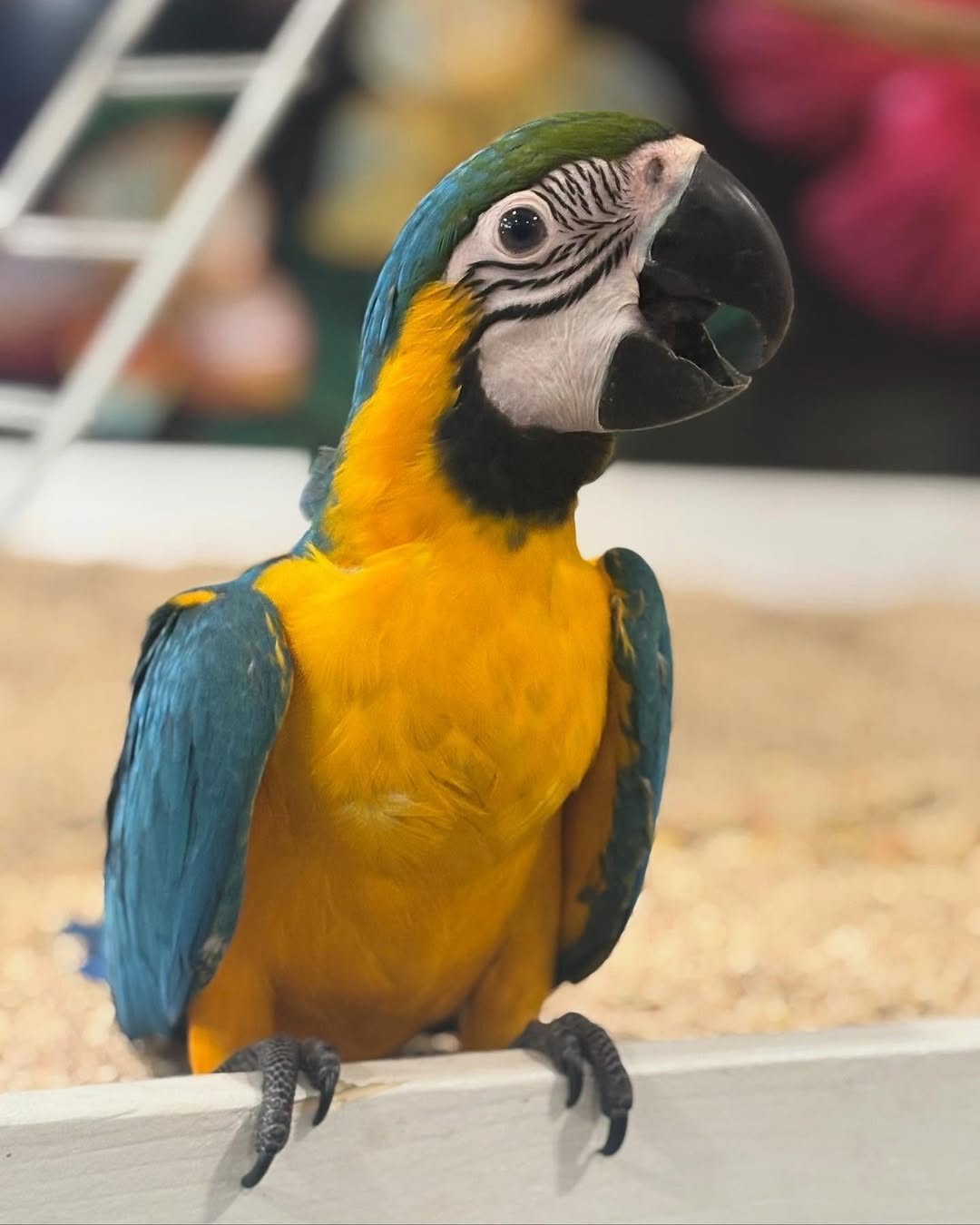 How noisy are macaw compared to other parrots